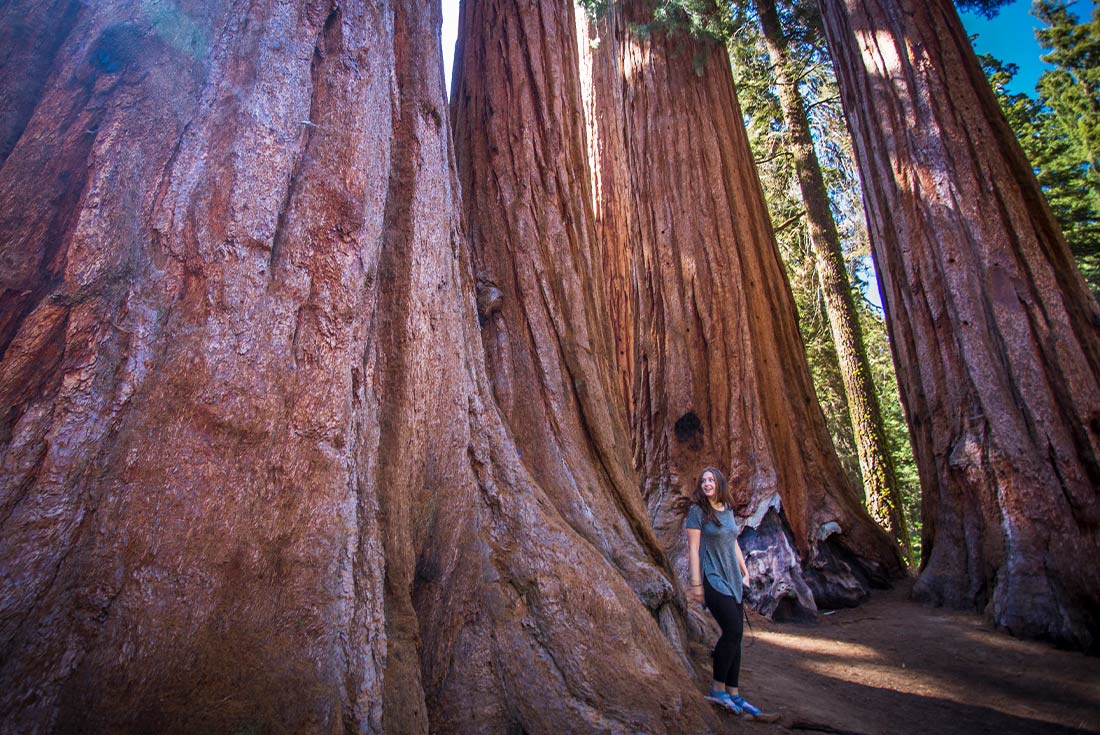 Traveller posing at Sequoia National Park, California, USA